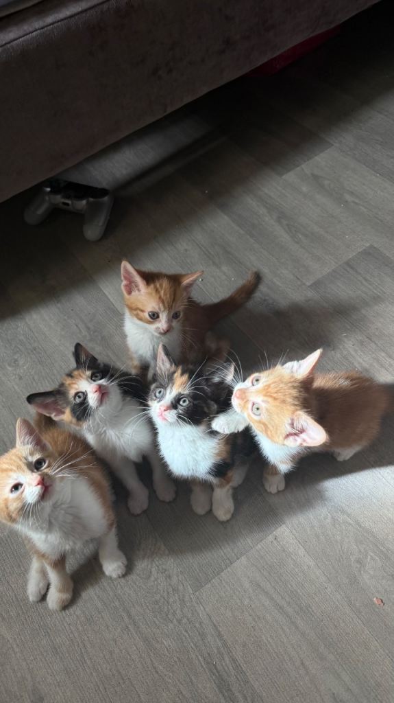 Kittens for sale ! 