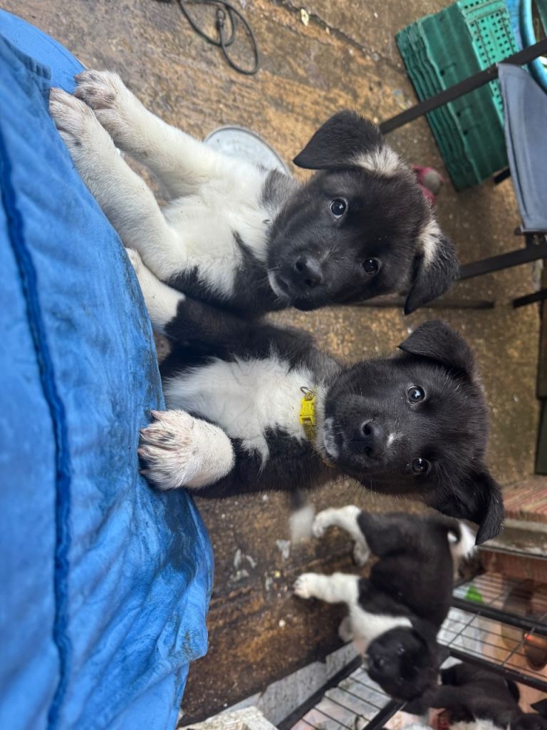 LAST 4 READY TO LEAVE Black Mask American Akita Puppies