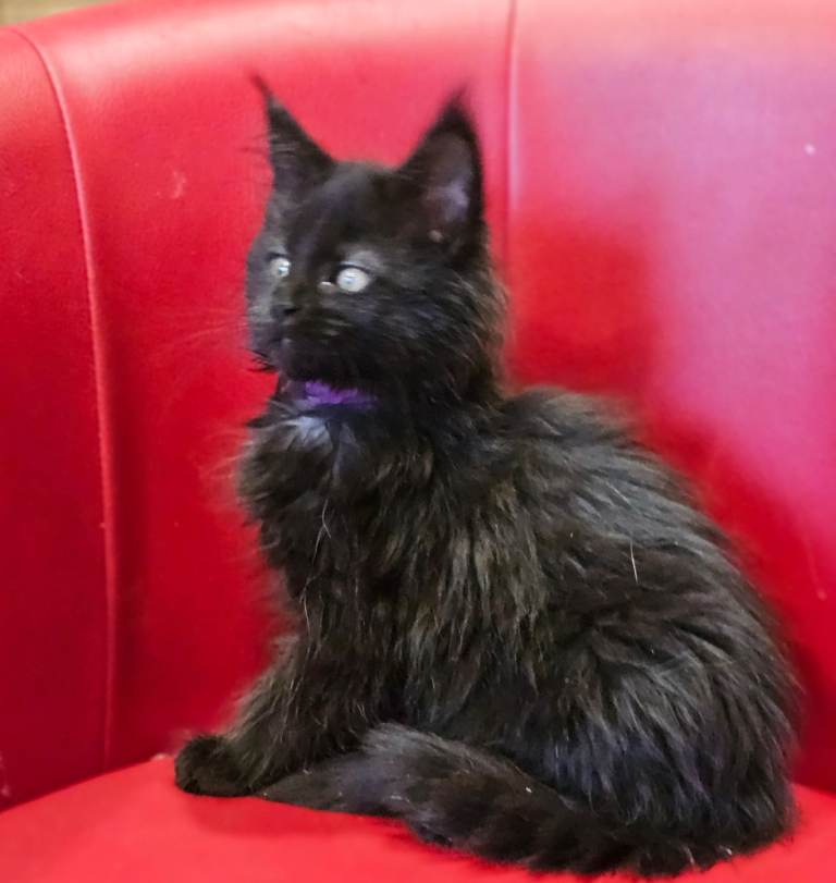 TICA Registered Maine Coon Kittens – 4 Available, Ready Now! 🐾