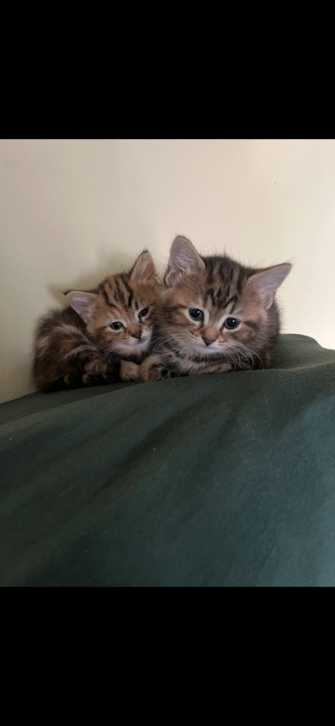 2 female Half Main-Coone Kittens 