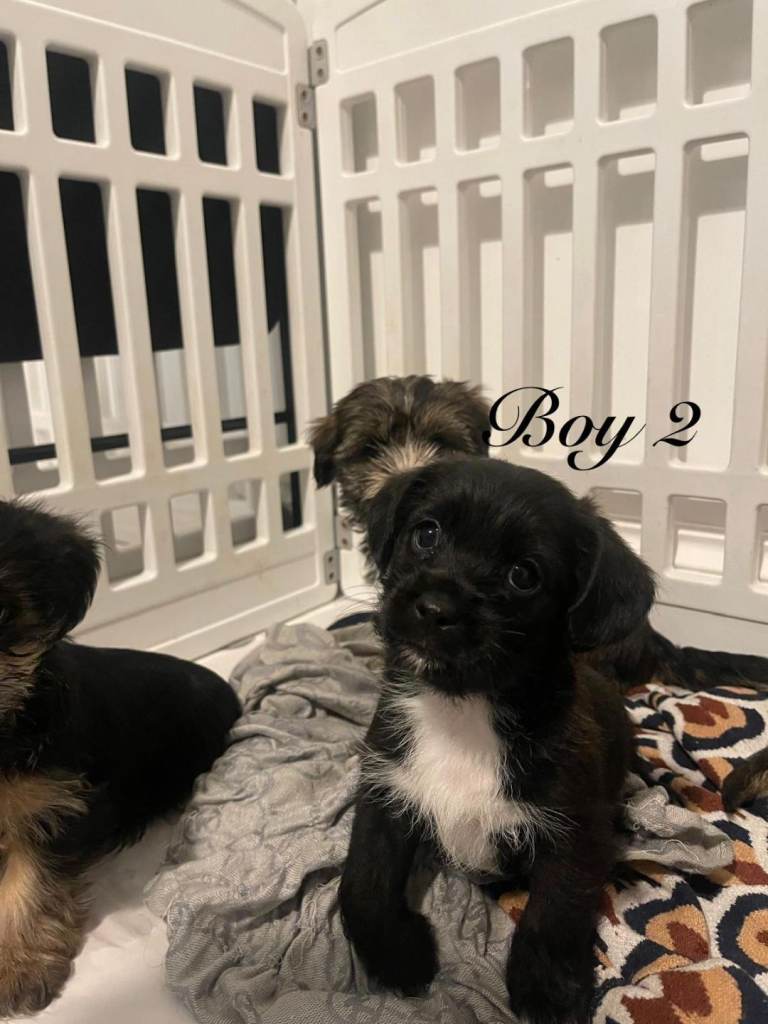 7 adorable shih Tzu X Yorkshire terrier puppies ready to go soon