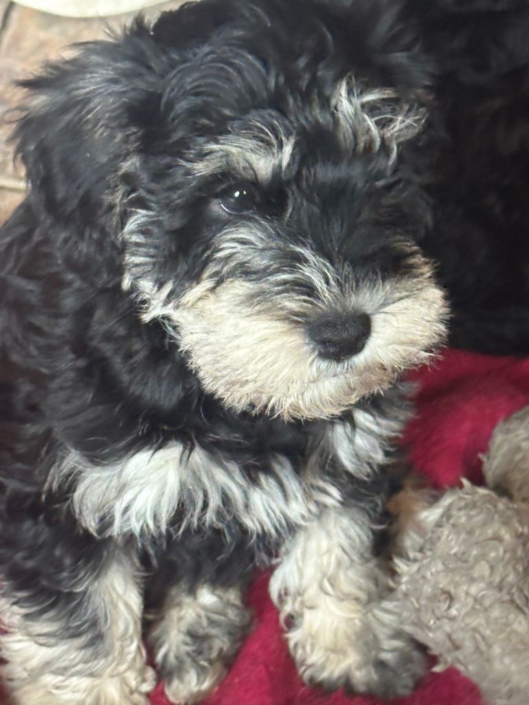 Miniature schnauzer puppies ready 17 Oct