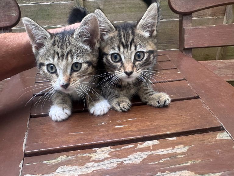 Beautiful kittens for sale ready now