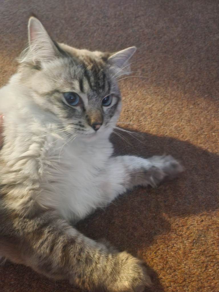 Lynx ragdoll male 3 years old