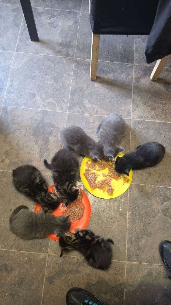 Kittens for sale 