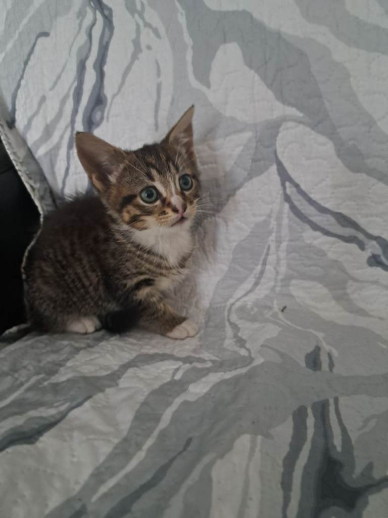 Cute kittens