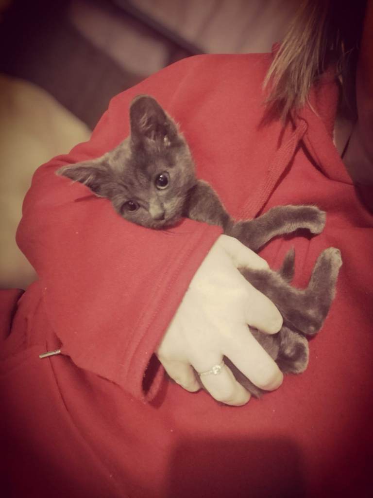 8 cats available