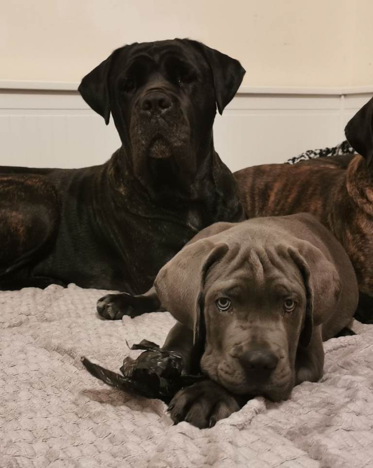 Cane corso 
