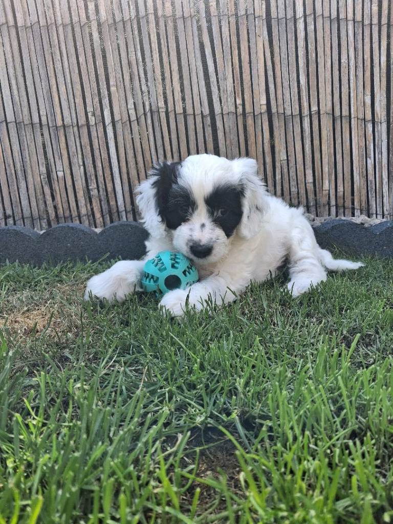 Cockapoo x maltipoo male pup