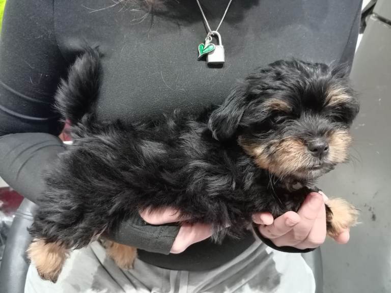 Yochon puppy 15 weeks old