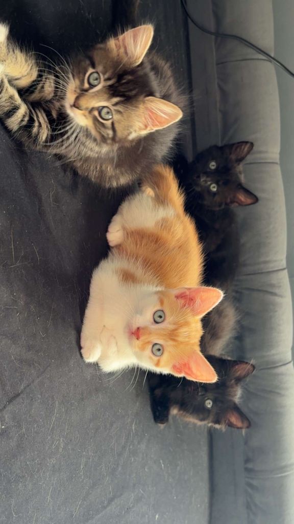 Kittens ready for new home 
