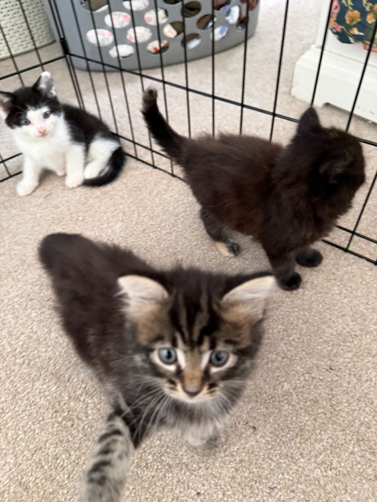 Adorable kittens from a loving home. 