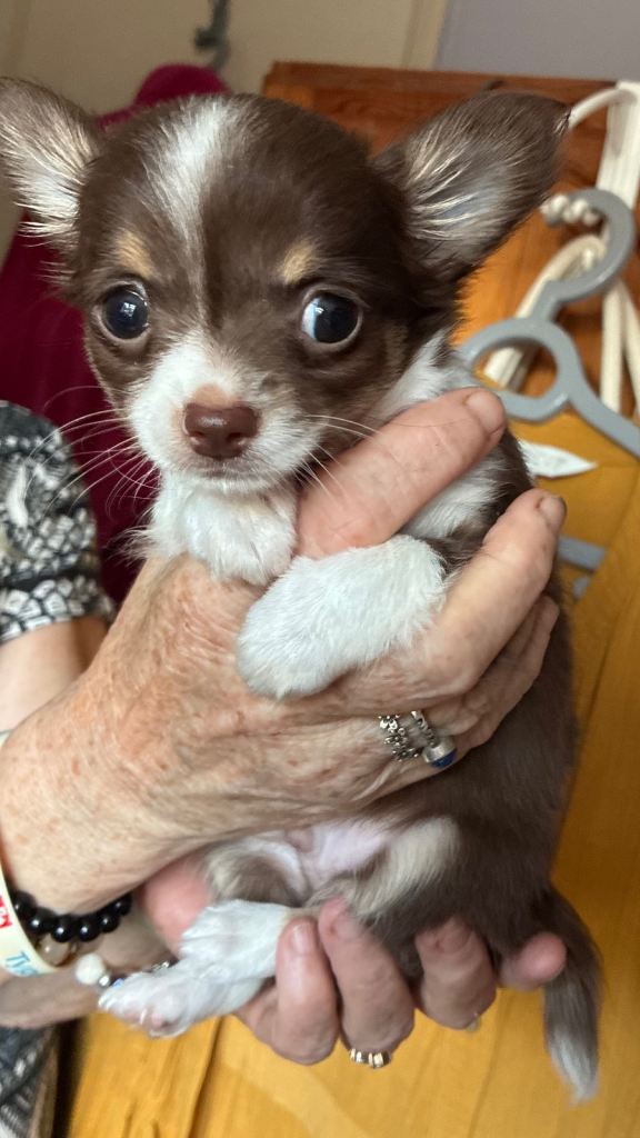 Chihuahua puppies 