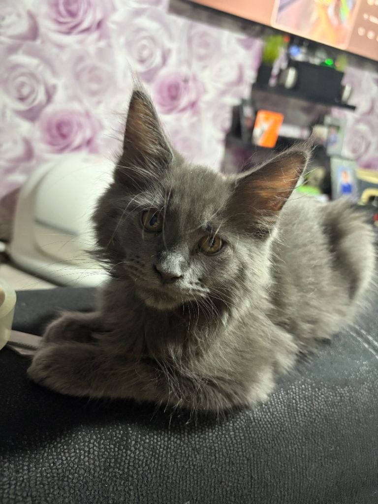 12 week old pedigree maincoom