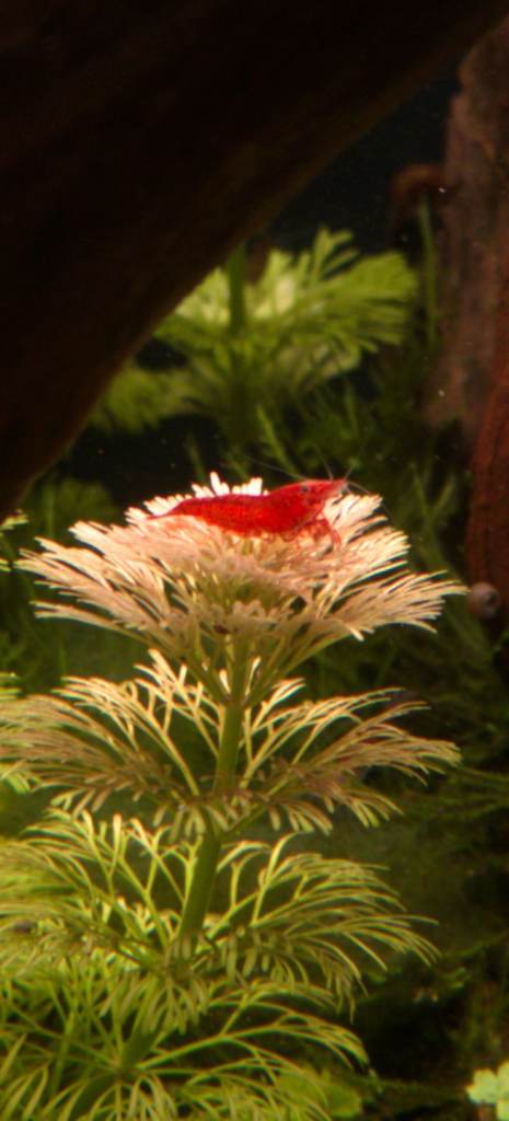 Tropical fish and shrimp