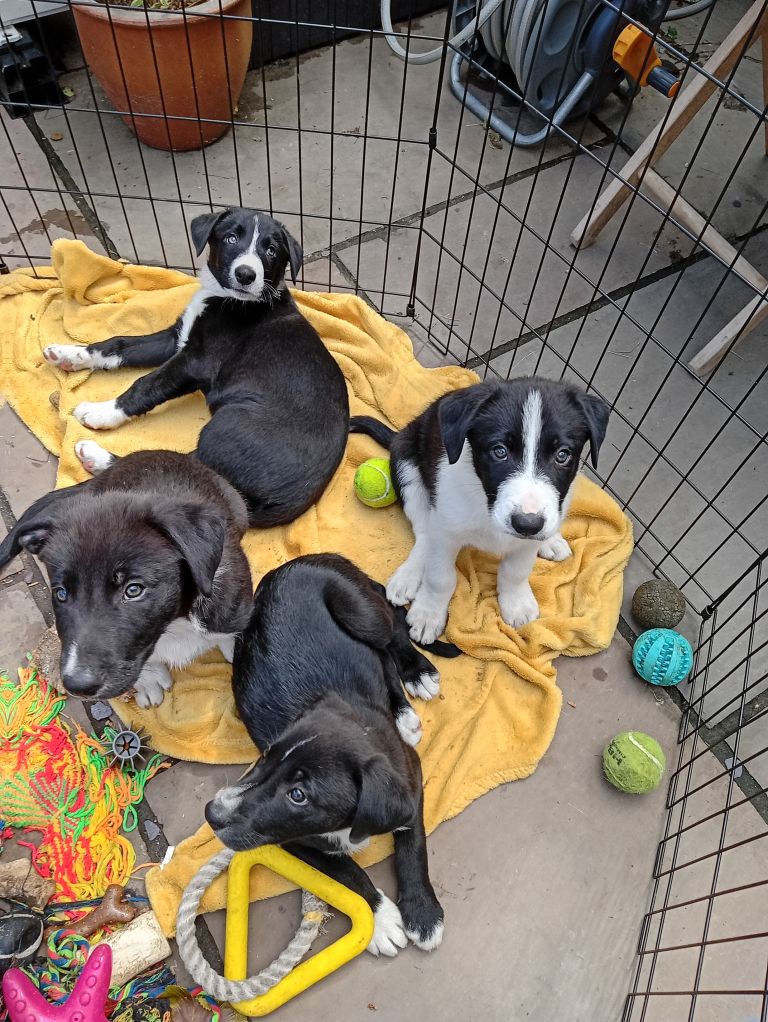 Border Collie Puppies ** 4 REMAINING **