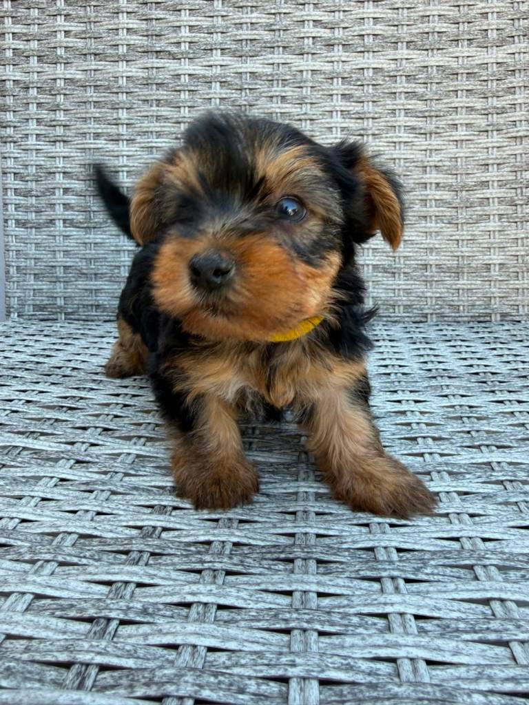 Beautiful Yorkshire terrier puppies 