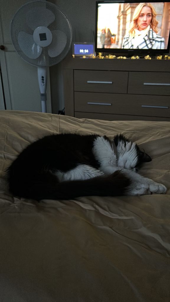 Rag doll cross domestic 