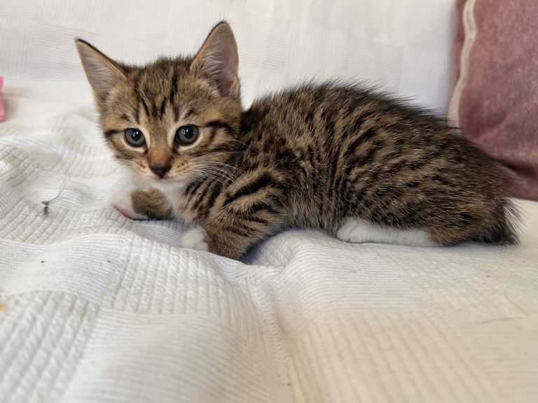 KITTENS FOR SALE 