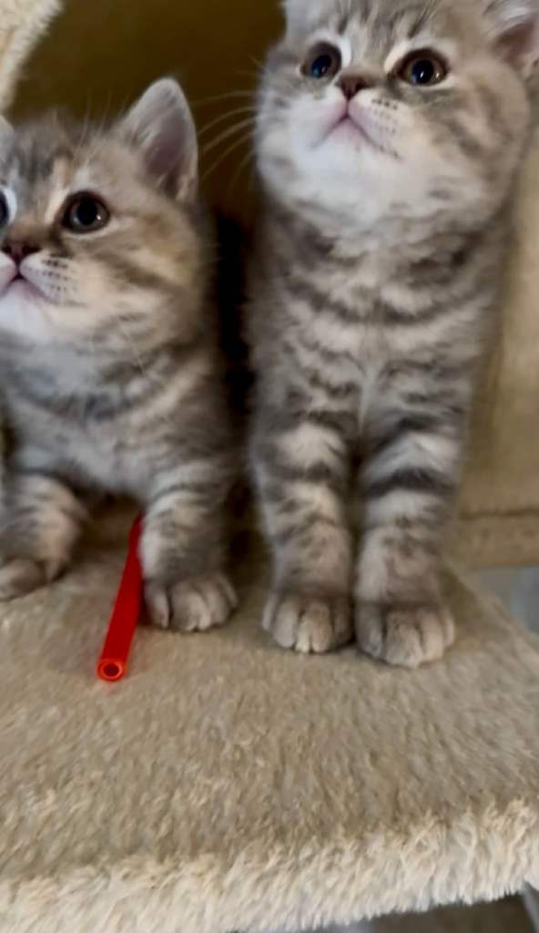 British Shorthair Kittens