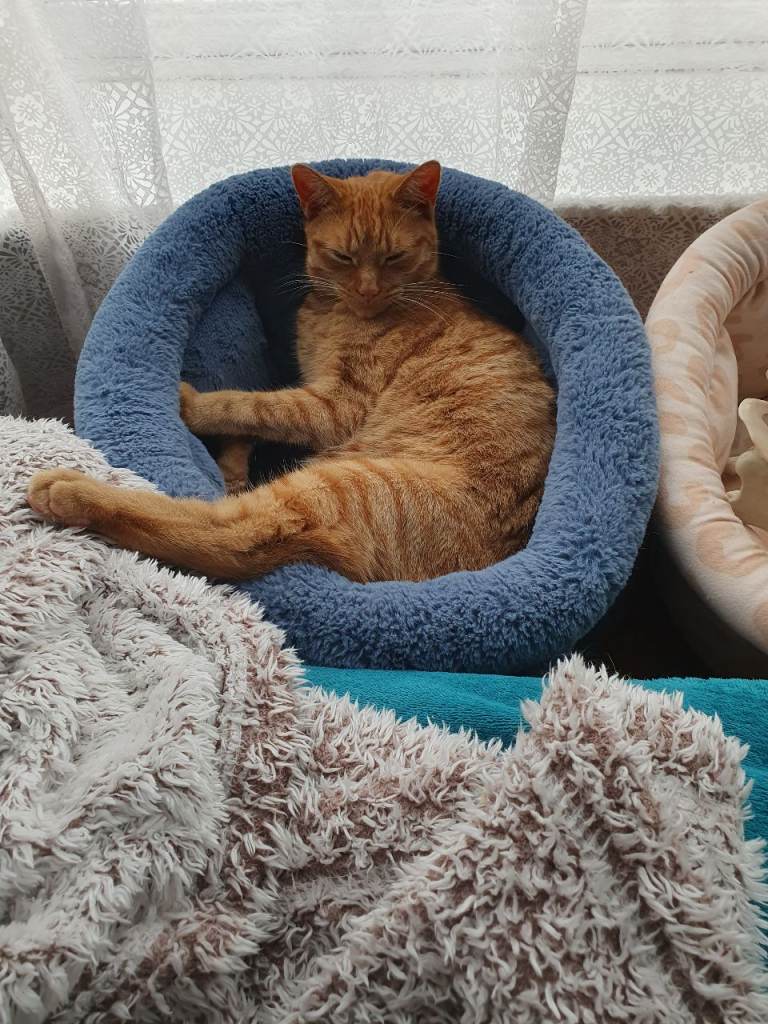 Sally, ginger girl needs new home