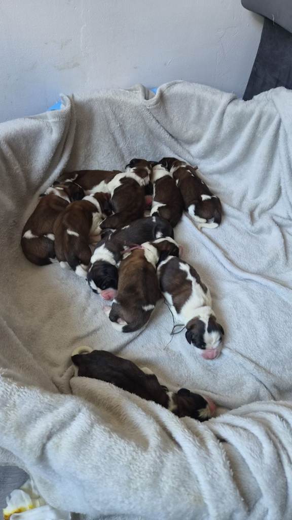 St bernard puppies