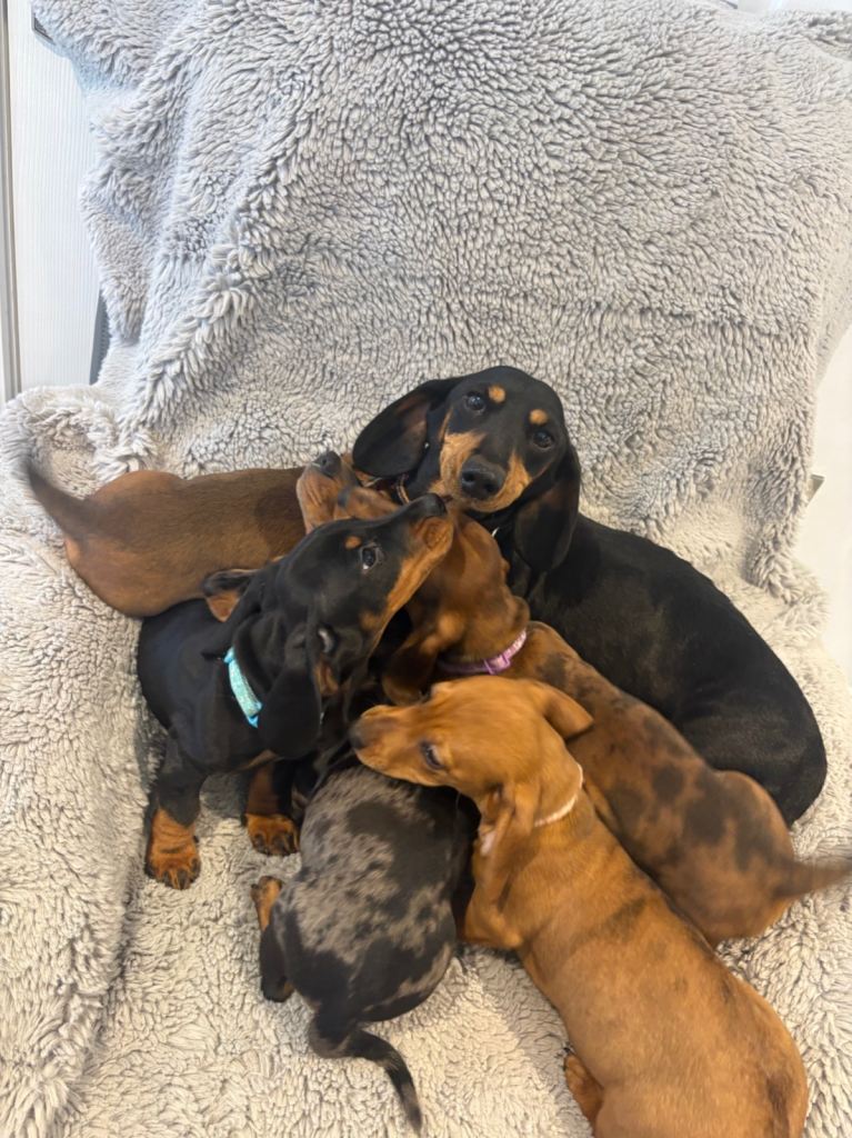 Minature dachshund 