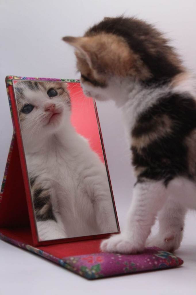 3 female kittens for sale