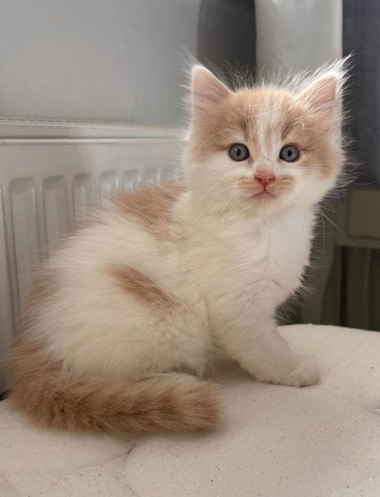Two male kittens pending 