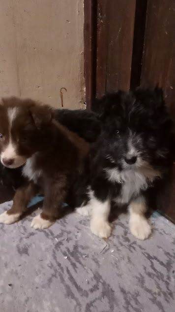 Bearded Collie x Border Collie Puppies