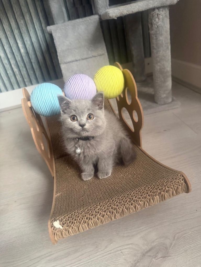 British Shorthair / Longhair Kittens