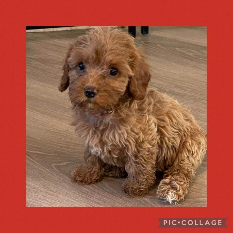 Cavapoo puppies! Ready now!