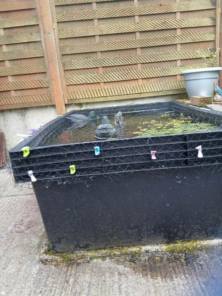 Garden pond