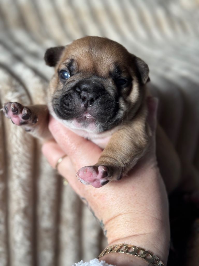 3 amazing quality French bulldogs 