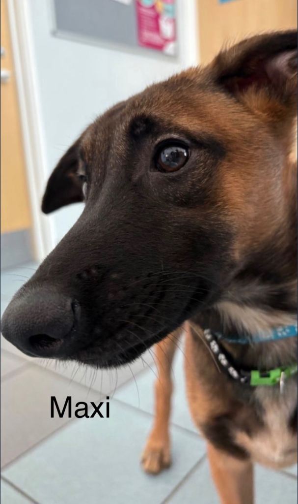Seven 4 month old Belgium Malinois/saluki ready for their forever home £300 ONO