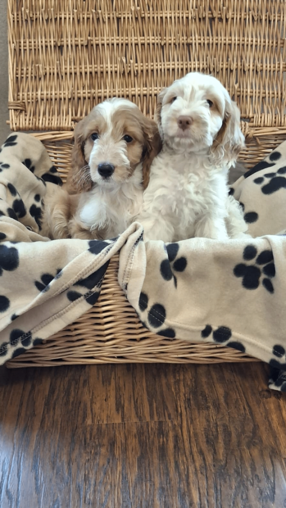 Cockerpoo f1 Puppies 