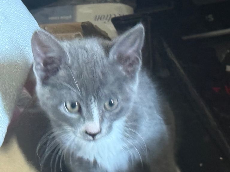 Kitten 
