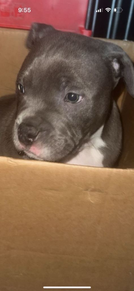 American bulldog x American staff looking for his forever home