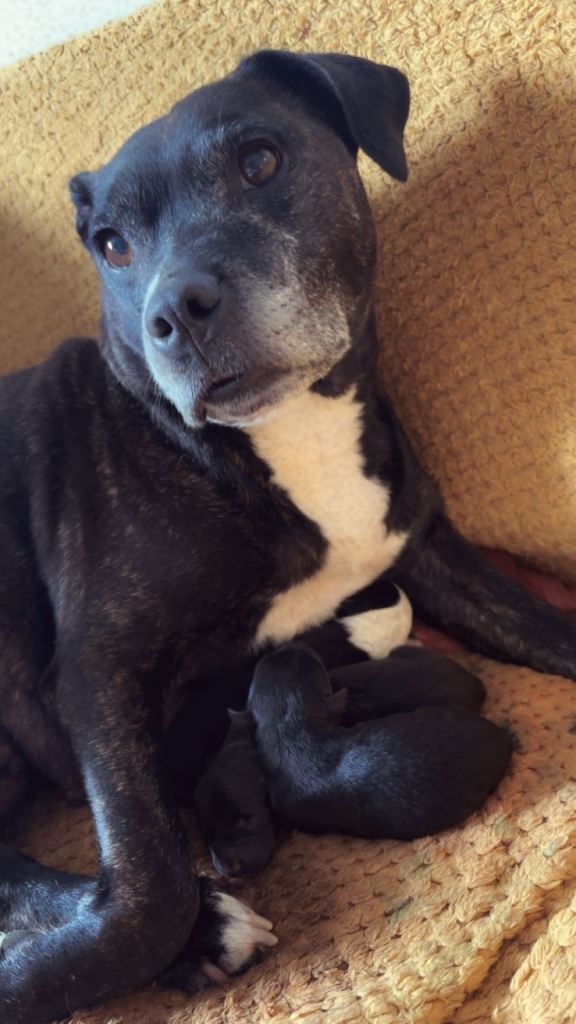 Sprollie x staff puppies 
