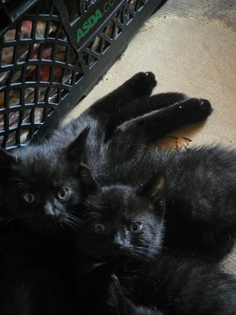 Black male kittens 