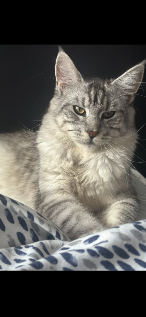 MAINE COON X BSH KITTEN 