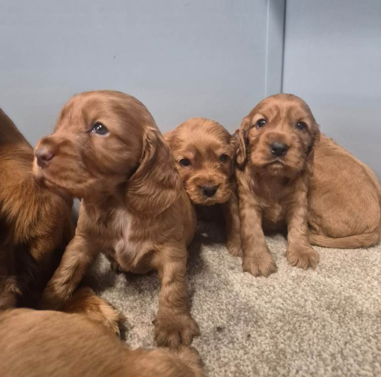 Lovely cocker spaniel pups for sale.
