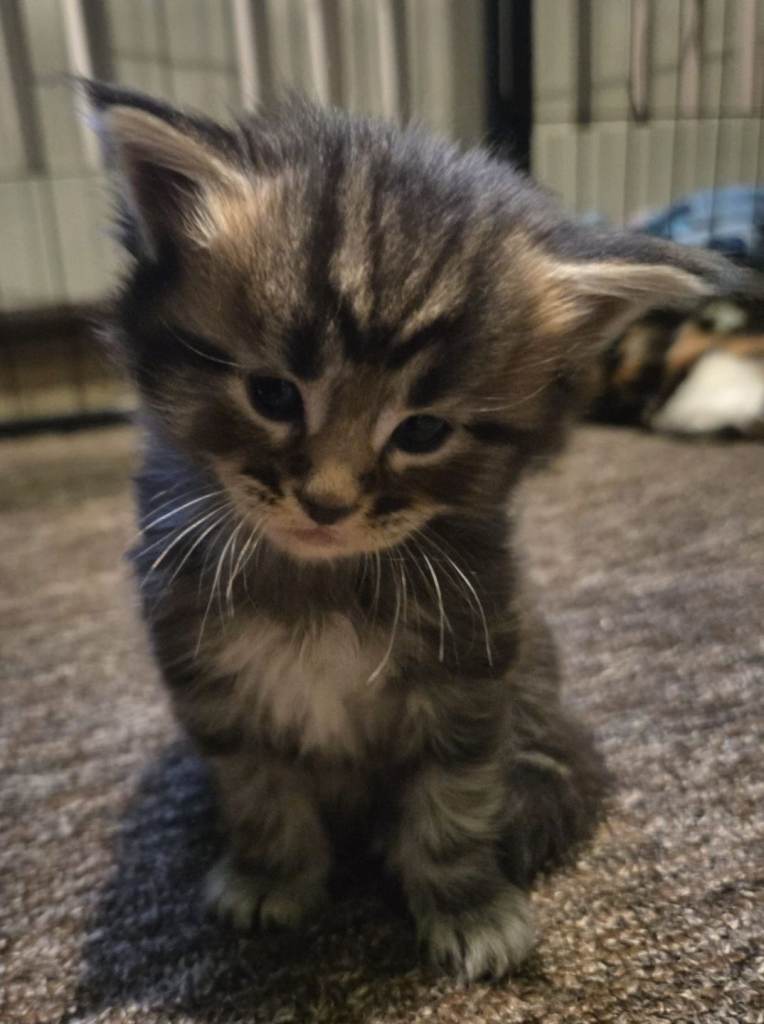 3/4 Maine coon kittens (only 2 left)