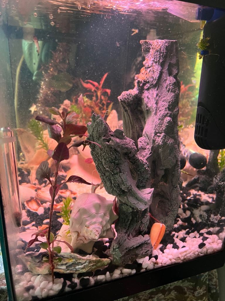 Fish tank tropical fish included 