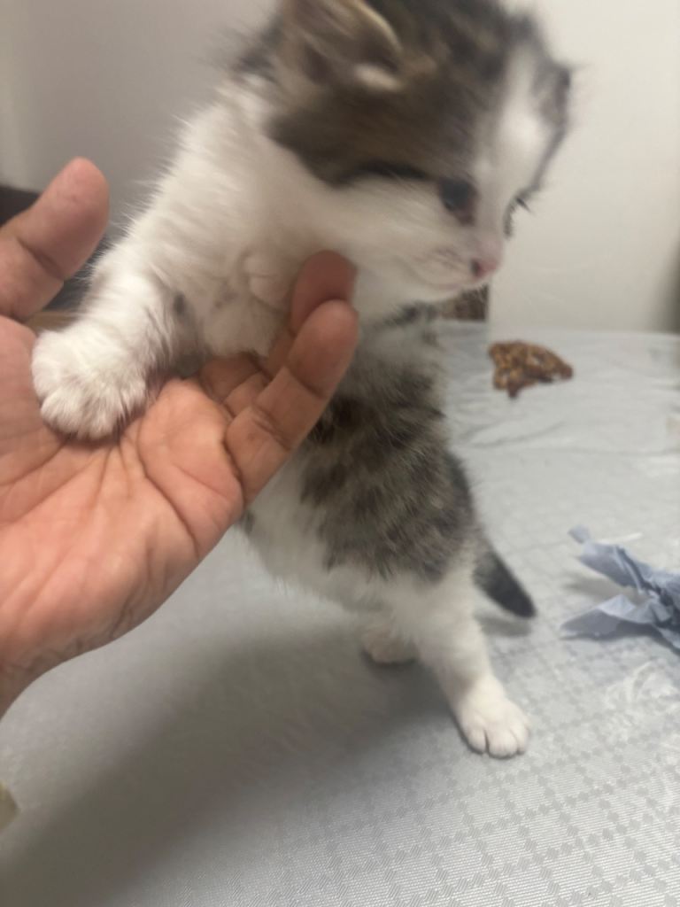 Kittens for sale 