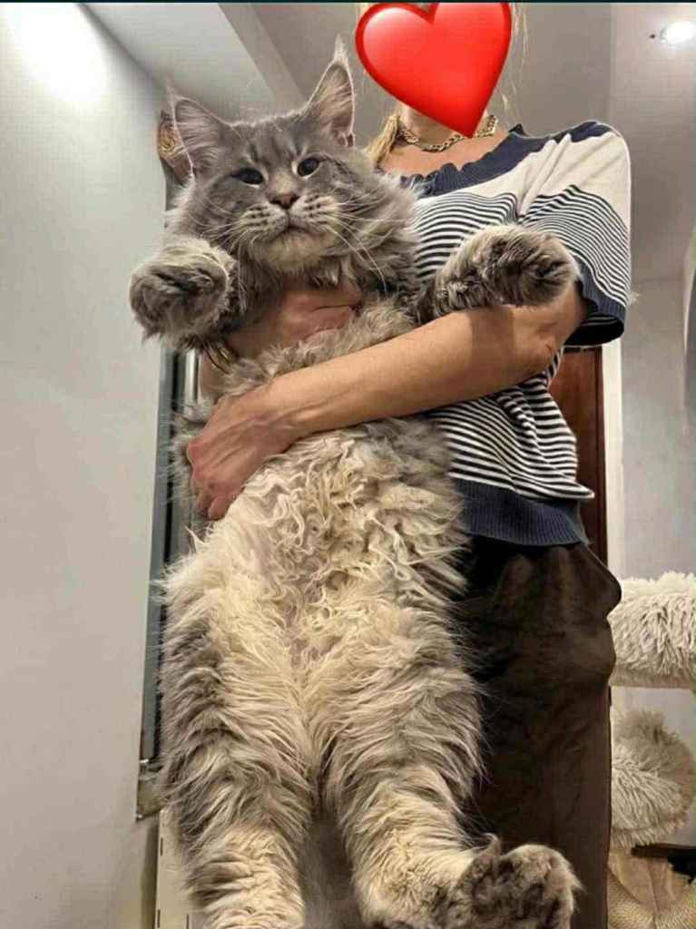Entire pedigree male maine coon