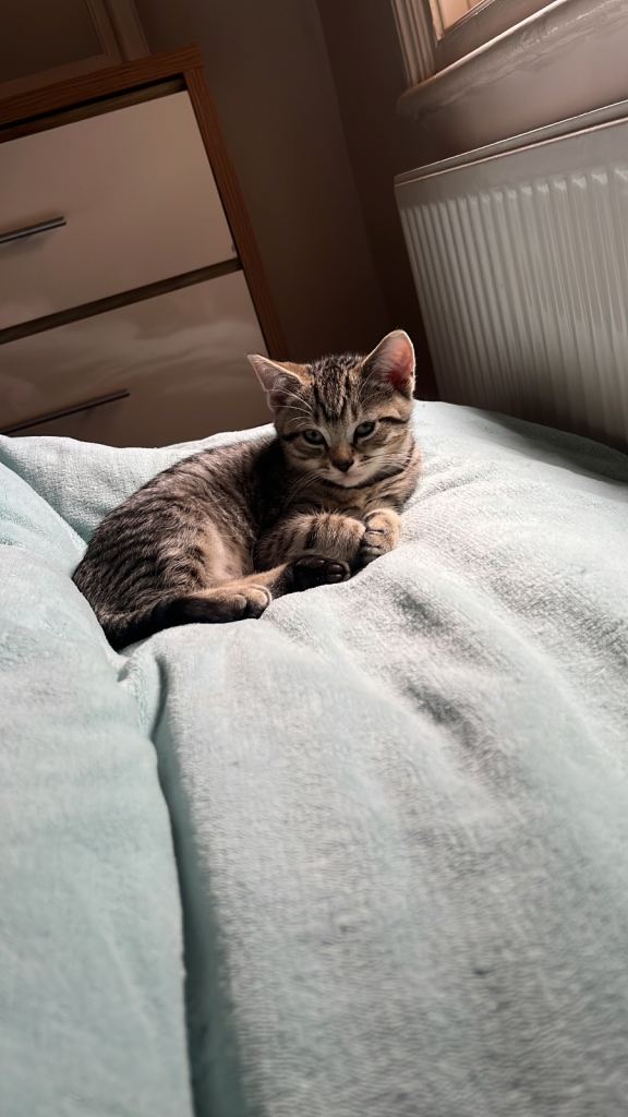 5 kittens looking forever home