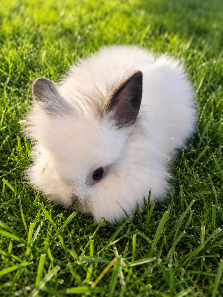  🐰1x Beautiful Fluffy Lionhead Mix Rabbit Kits - Ready Now