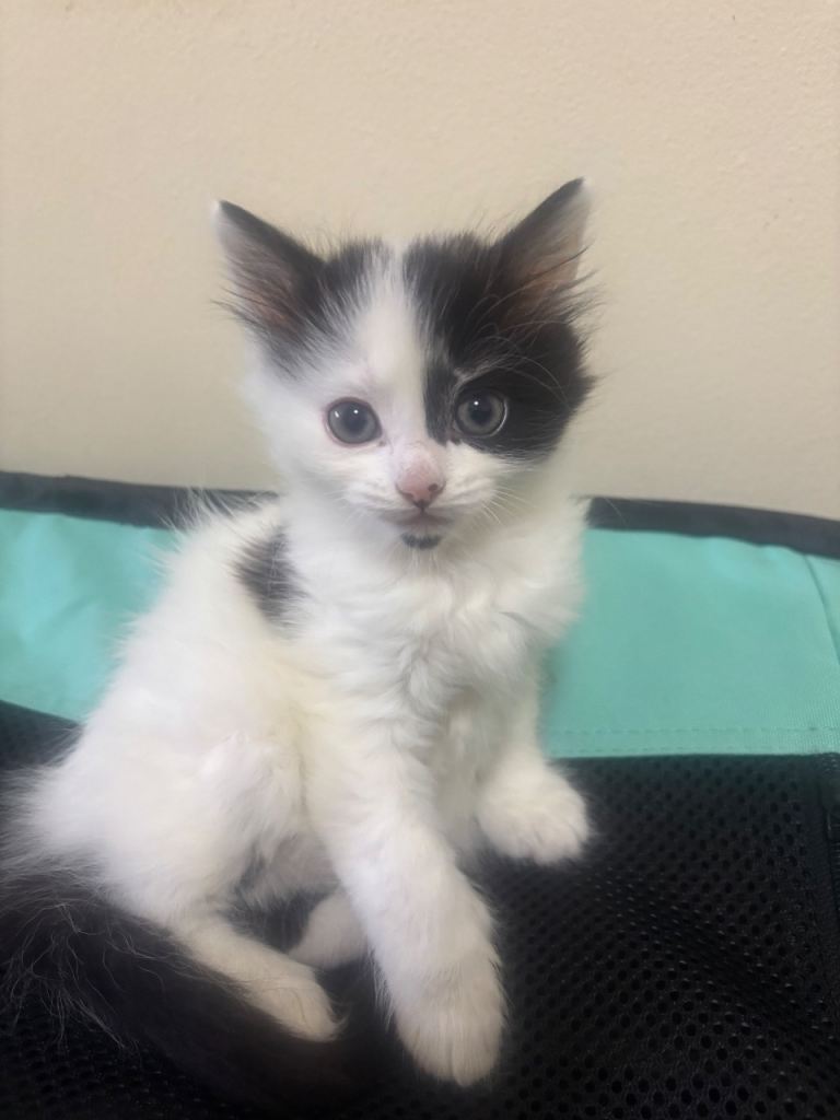 Baby kittens for sale 