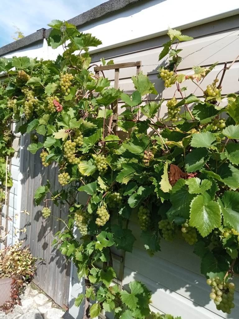 Grapes